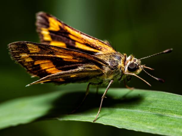 istock Beautiful closeup of a Lepidoptera on the leaf 1455565554