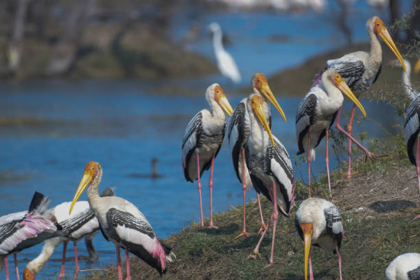 Indian Painted stork or Mycteria Leucocephala in Keoladeo national park also known as Bharatpur bird sanctuary stock photo