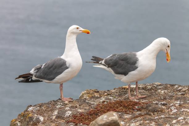istock Two seagulls perched on a rock at the shore 1455566899