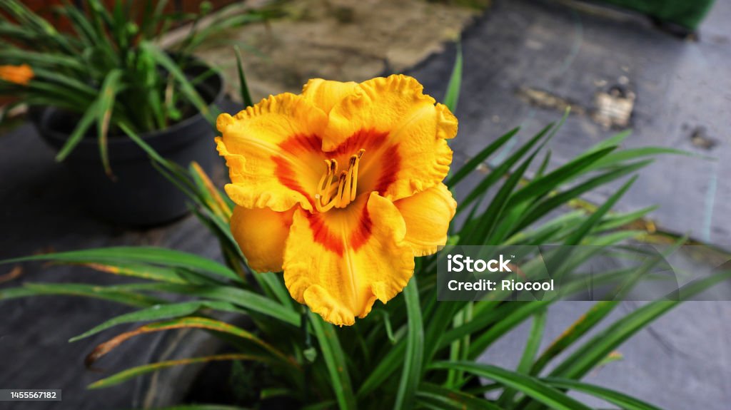 Bunga sherbet blackberry daylily kuning cerah yang indah bermekaran. - Bebas Royalti Alam Foto Stok Bunga sherbet blackberry daylily kuning cerah yang indah bermekaran. - Bebas Royalti Alam Foto Stok