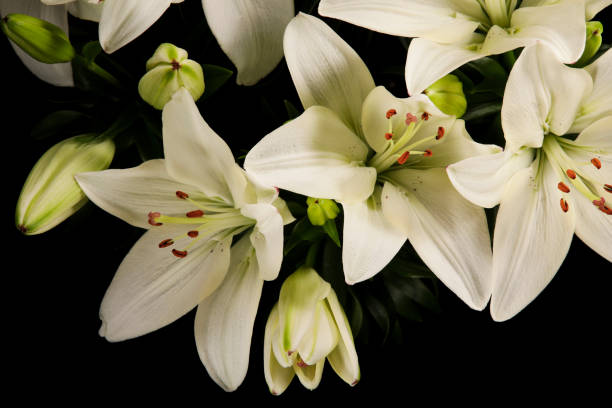 istock Beautiful White Flowering Lily Blossom 1455567613