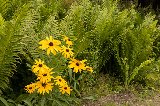 Flower bed with yellow echinacea flowers on a summer day