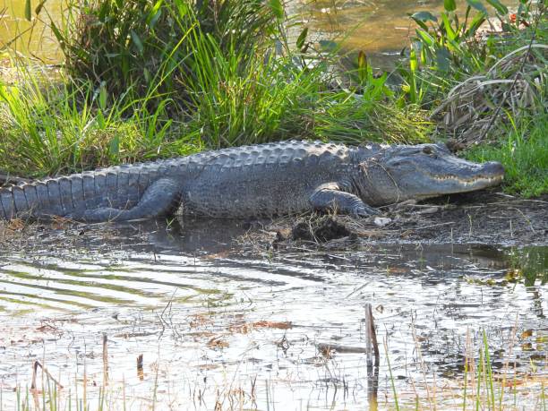 istock American Alligator (Alligator mississippiensis) - resting at water's edge 1455569478