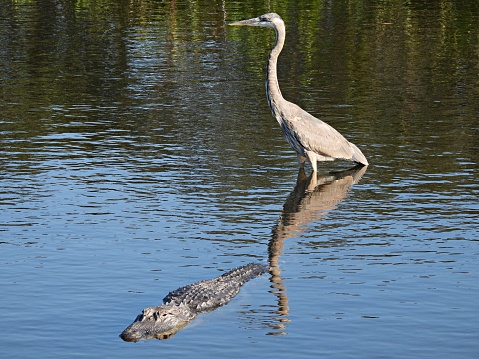 Great Blue Heron and young Alligator - profile