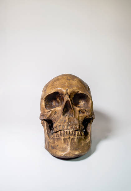 istock Resin skull with front profile view and white background 1455573035