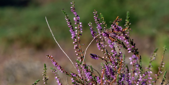 The calluna flowers growing in the field.