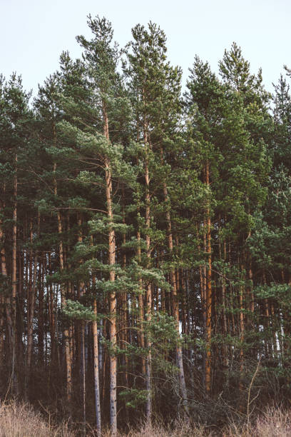 istock Beautiful view of a pine forest 1455573940
