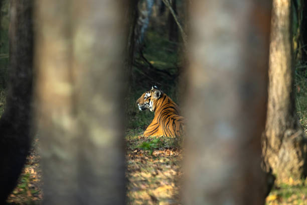 istock Tigress in the wild 1455574675