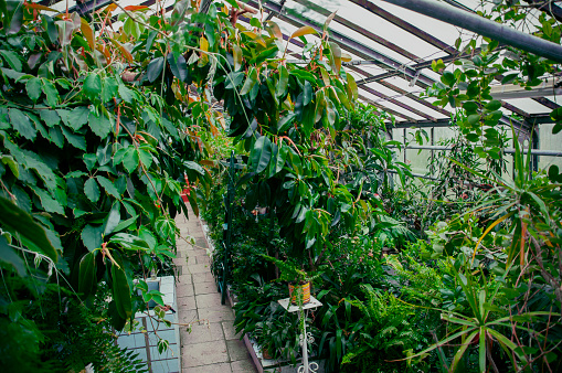 The interior of a greenhouse.  You can see trays of seedlings and herbs stretching from the foreground to the background.  Photographed on a commercial organic farm.  These seedlings will be transplanted to fields once they are large enough.