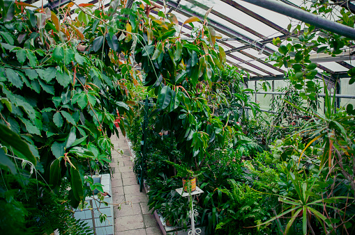 Belmont, North Carolina, USA - March 3, 2017: Indoors in the Orchid Conservatory at Daniel Stowe Botanical Garden during the annual Art & Orchids event. The display featured exotic plants and orchids as well as displays showing how to grow and care for orchids. The Orchid Conservatory is part of Daniel Stowe Botanical Garden which is a 380 acre botanical garden founded by Daniel J. Stowe who was a textile executive. The Garden has fountains, trails, formal gardens, a children’s garden and natural areas.