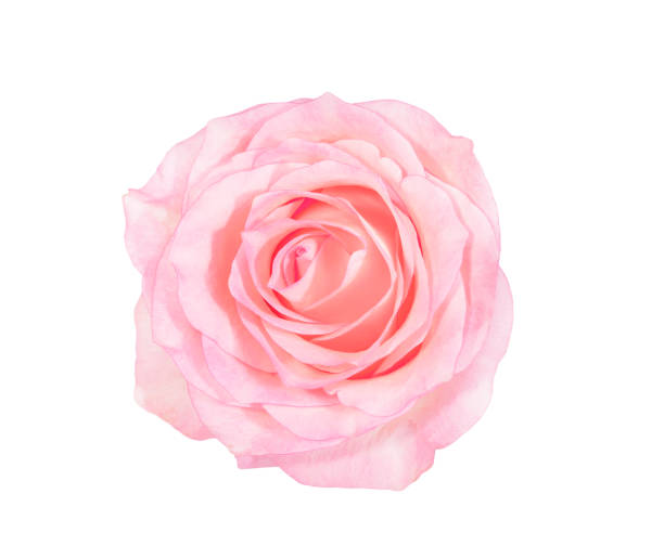 istock pink rose, top view isolated on white background 1455576037