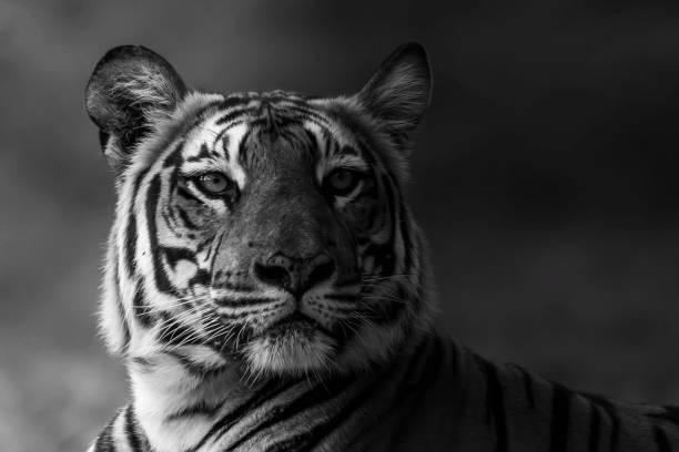 istock Tigress Black and white version 1455576354
