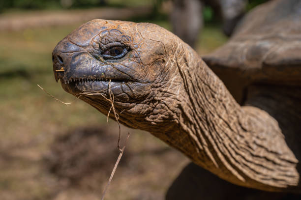istock Portrait of a big brown turtle 1455576403