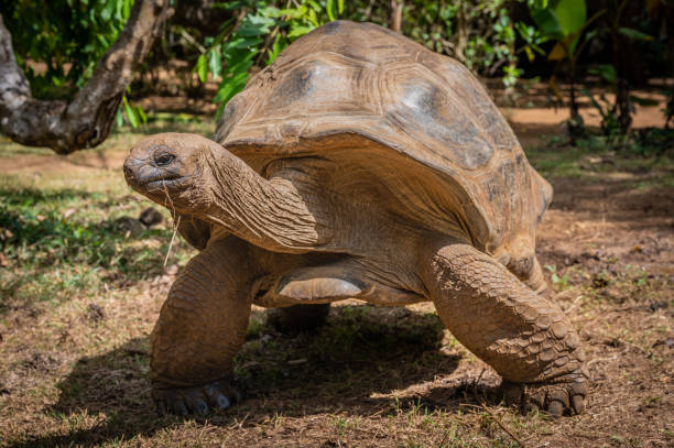 istock Closeup shot of a big brown turtle 1455576409