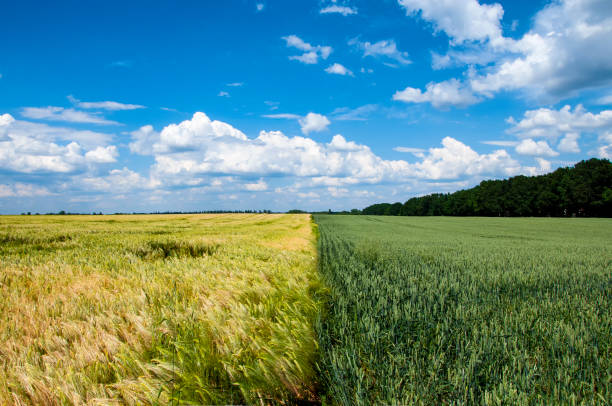 istock a field with two cereals in different colors and a blue sky 1455576439