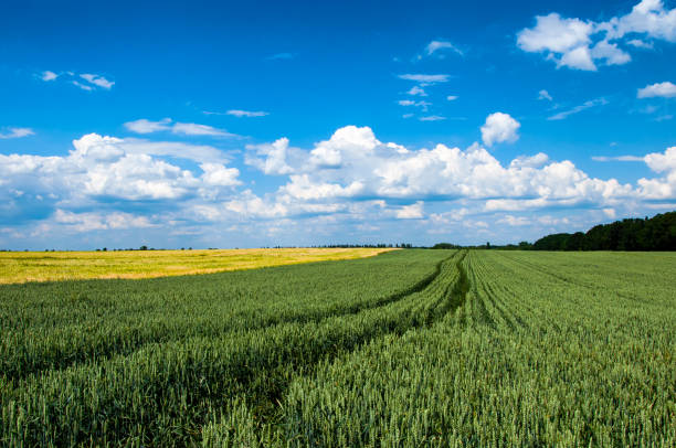 istock a field with two cereals in different colors and a blue sky 1455576462