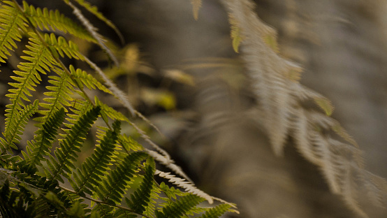 A closeup picture of Leptosporangiate ferns