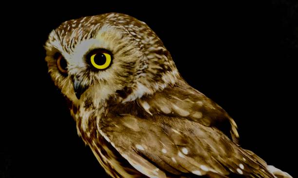 istock Northern Saw-Whet Owl 1455578594