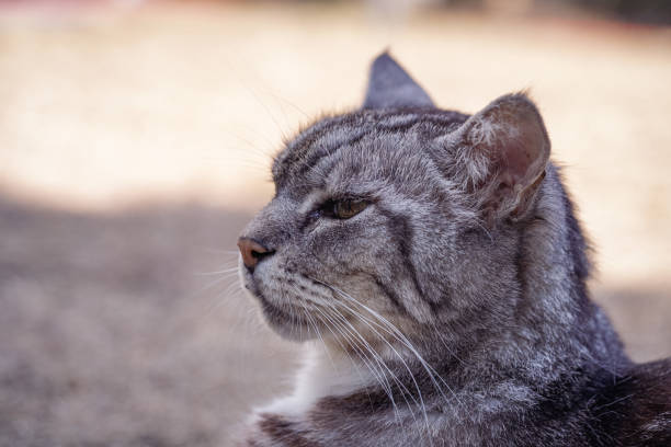 istock Close up of a cat 1455578741