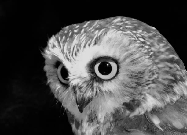 istock Northern Saw-Whet Owl 1455578824