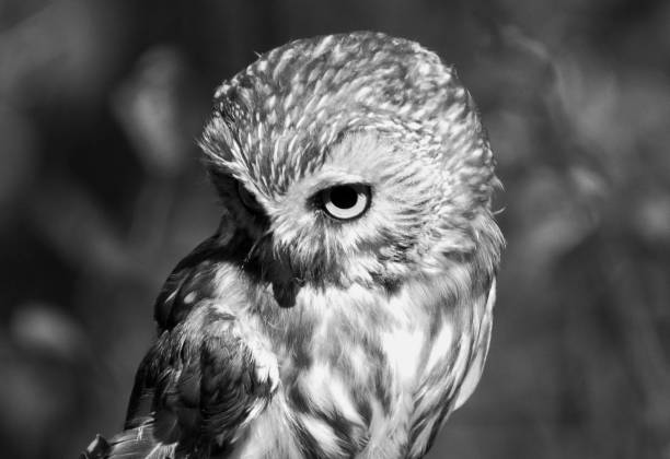 istock Northern Saw-Whet Owl 1455579739