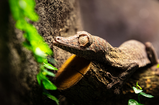 Uroplatus gecko. Reptile and reptiles. Amphibian and Amphibians. Tropical fauna. Wildlife and zoology. Nature and animal photography.