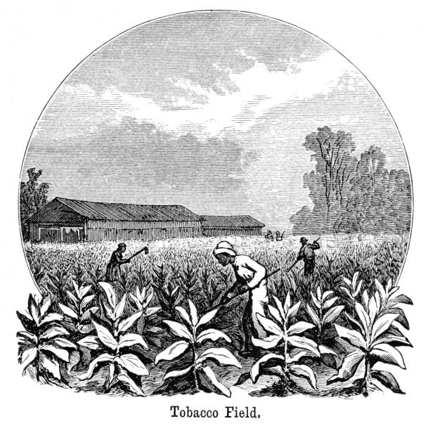 Tobacco plantation engraving 1882 vector art illustration