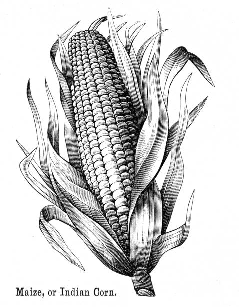 ilustrações, clipart, desenhos animados e ícones de gravura em milho ou milho indiano 1882 - indian corn
