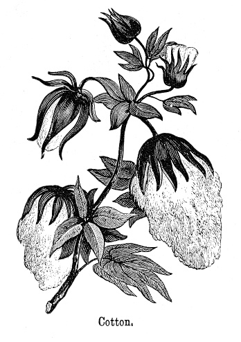 Cotton plant engraving 1882