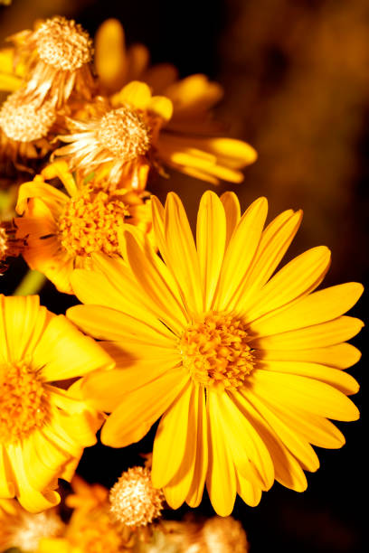istock very beautiful yellow field daisies 1455581602
