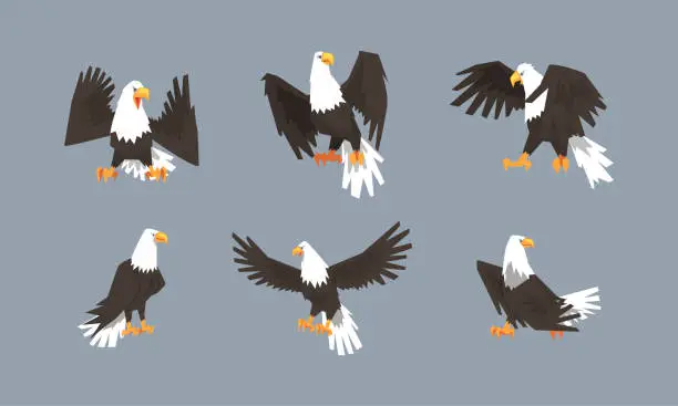 Vector illustration of Eagle as Large Bird of Prey with Beak and Broad Black Wings in Different Pose Vector Set