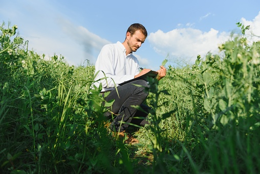 A young farmer inspects a field with green peas. Agribusiness concept.