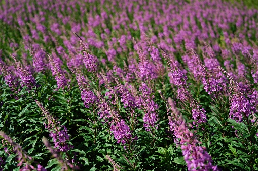Agricultural field of sage