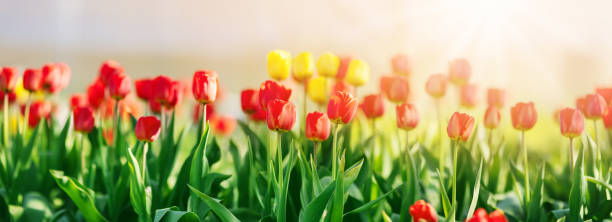 istock Meadow with colourful tulips in the spring 1455584519