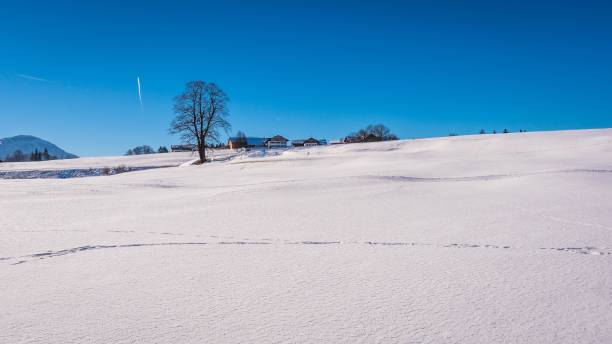 istock Dried plants and field covered by snow 1455584593