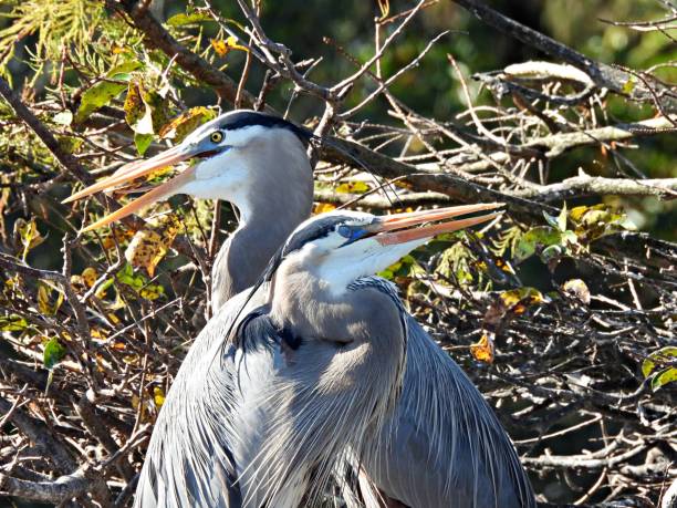 istock Great Blue Herons  (Ardea herodias) -  resting in their nest 1455584635