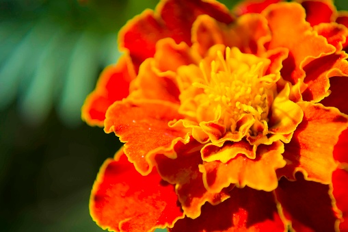 Tagetes flower in flowerbed with fresh balmy blossom. High quality photo