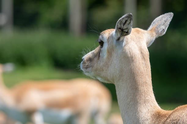 Head shot of a female Indian antelope (antilope cervicapra)