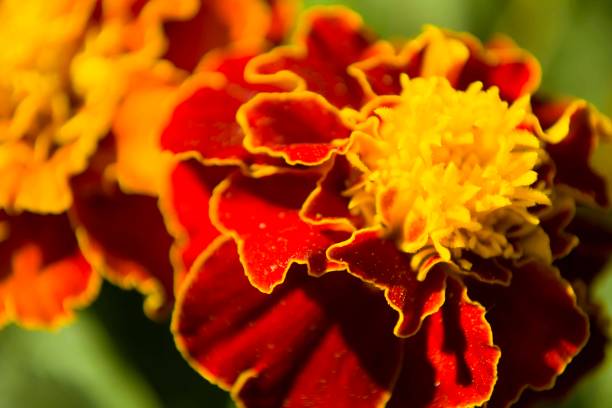 新鮮なさわやかな花を持つ花壇のマンジュギクの花 - french marigold ストックフォトと画像