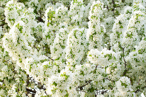apple tree branches densely blooming with white delicate flowers in a spring sunny garden or park