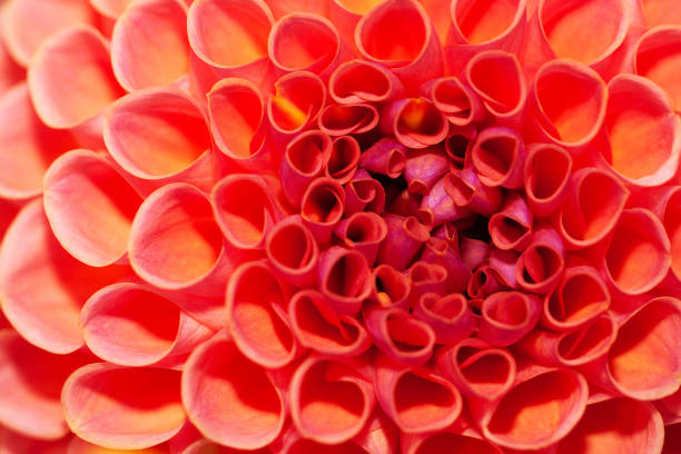 istock wonderful red-orange dahlia with petals creating a rhythmic pattern, macro 1455586039