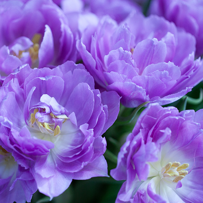 beautiful bouquet of wonderful lilac terry tulips with delicate petals