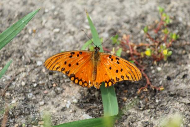 istock insect butterfly – rhopalocera 1455586953