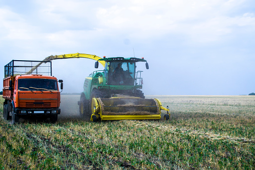 Harvesting hayage, feed for cows without the use of pesticides and stimulants. High quality photo