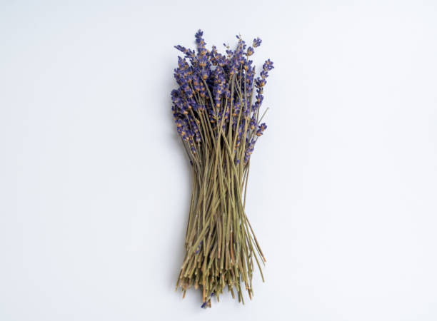 istock Bunch of lavender isolated on white background 1455587457