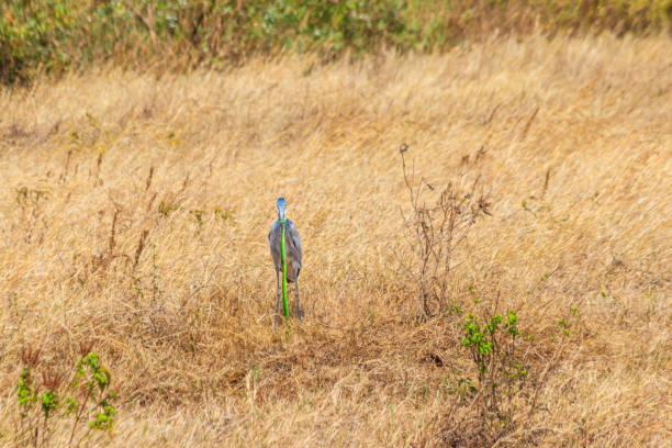 110+ Ardea Melanocephala Photos Stock Photos, Pictures & RoyaltyFree