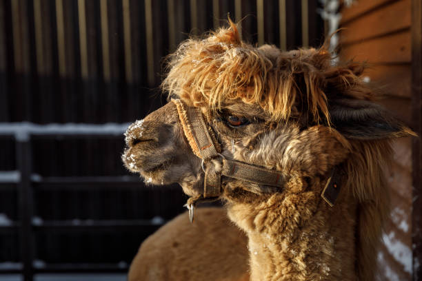 Alpaca close-up on winter farm.