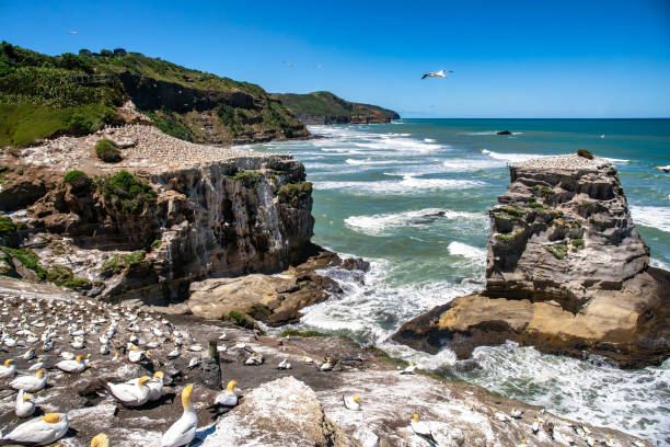 istock Gannet colony at Muriwai beach 1455592718