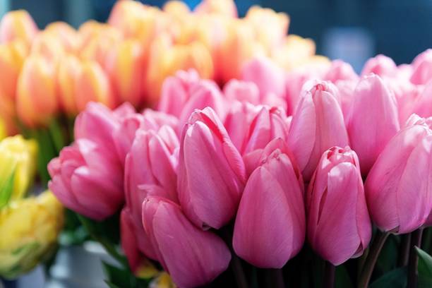 istock Tulips at the tulip stand, Seattle, Washington 1455593051