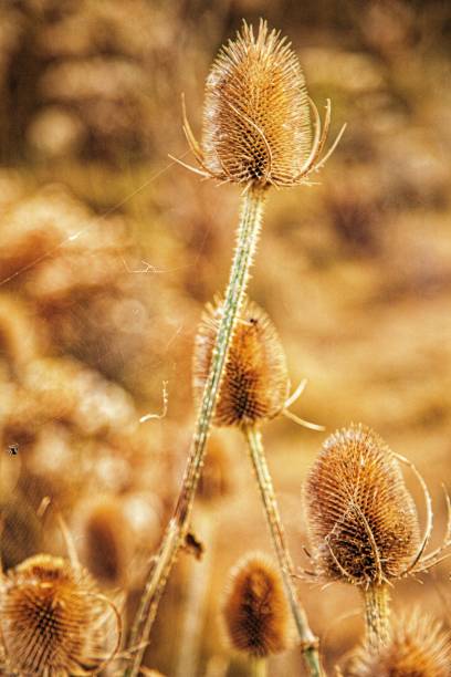 istock Closeup of a Wild teasel in a field 1455593126
